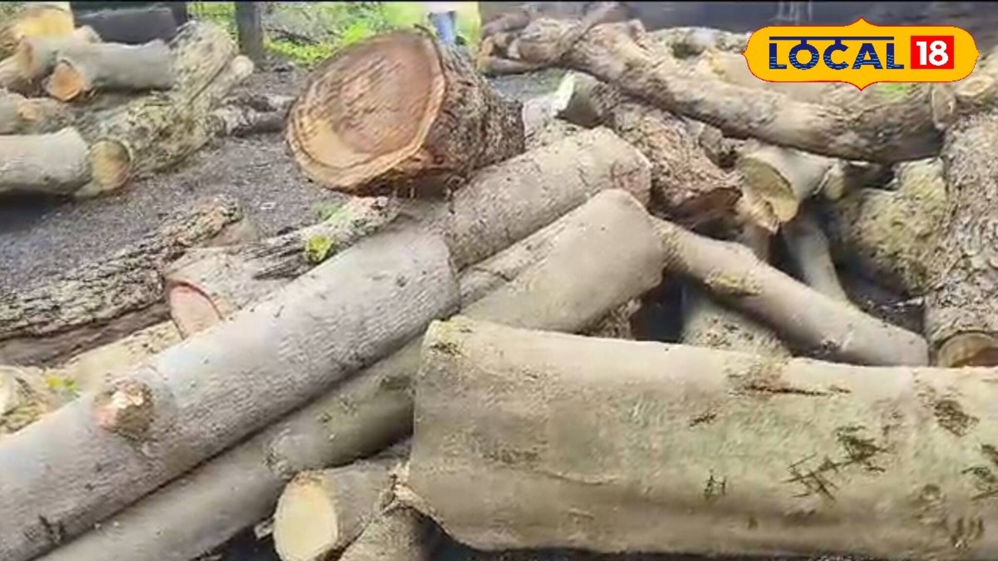 সবুজ রক্ষা করতে এবার আরও বড় পদক্ষেপ বন দফতরের!