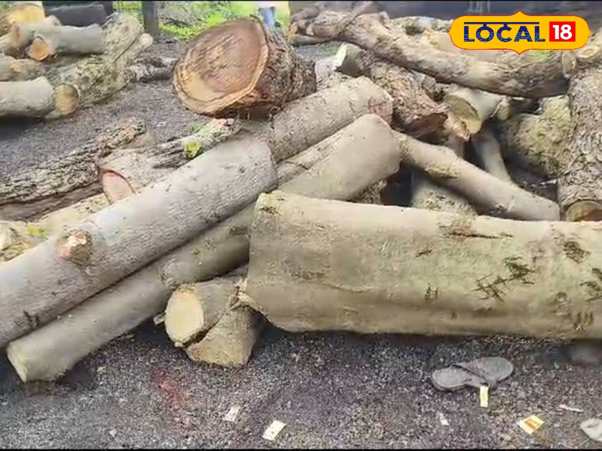 সবুজ রক্ষা করতে এবার আরও বড় পদক্ষেপ বন দফতরের!