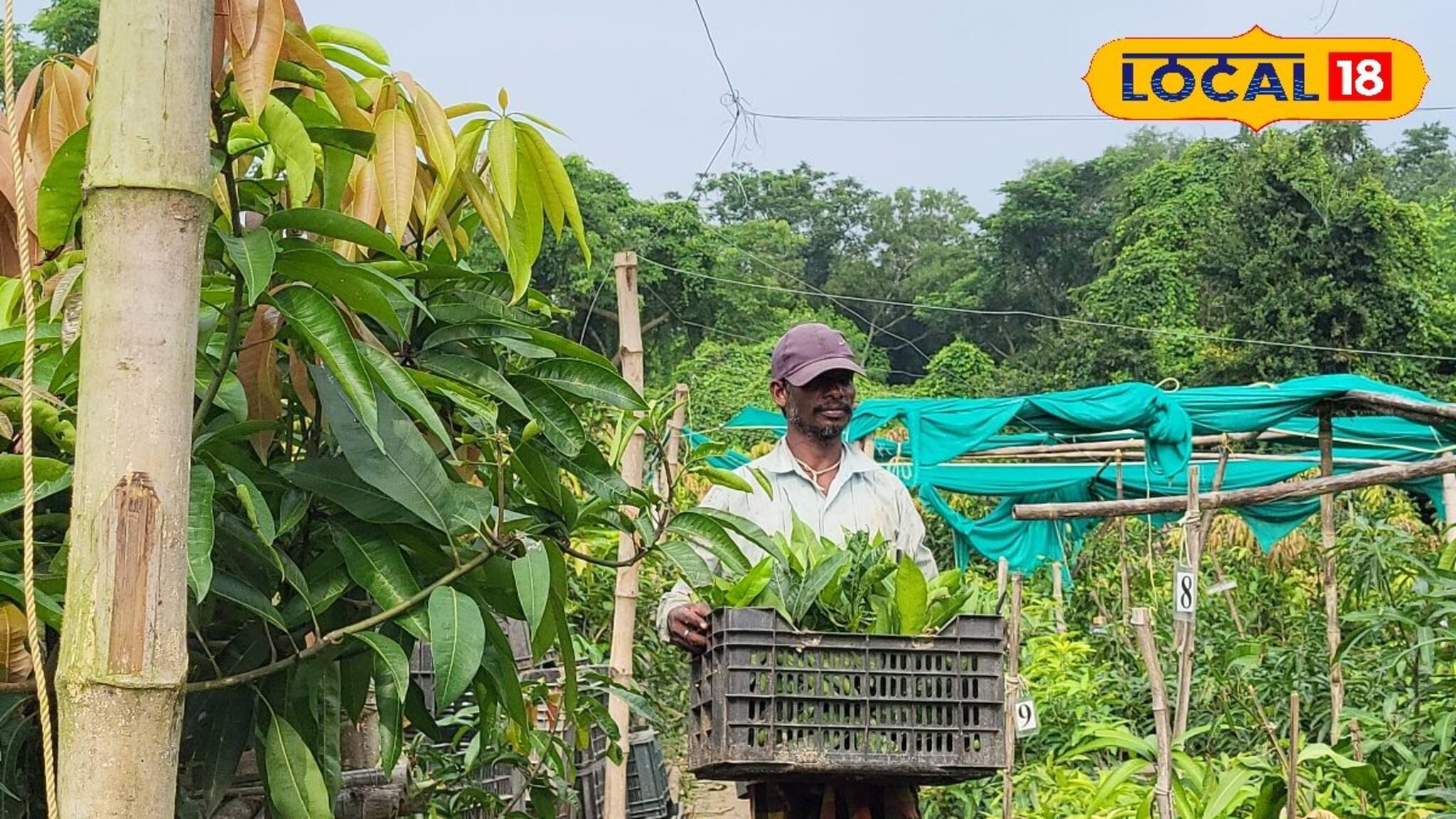 West Medinipur News: দেশবিদেশের ৬০০-এরও বেশি প্রজাতির আম! ঘুরে দেখুন এই গাছের নার্সারি