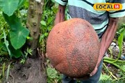 সাংঘাতিক কাণ্ড! মাটি খুঁড়তেই এটা কী বেরিয়ে এল..! কাছে যেতেই চমকে গেলেন সকলে