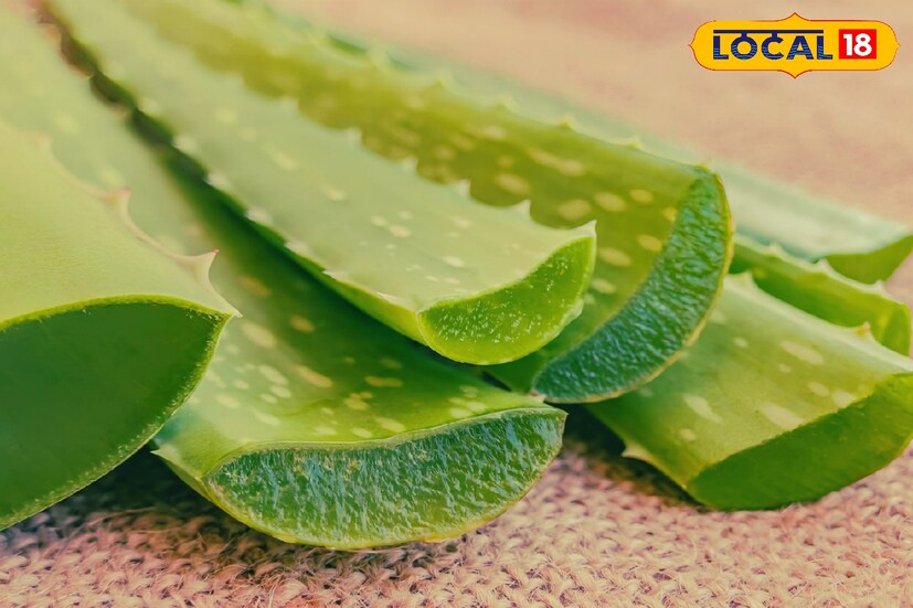 ক্যাকটাস জাতীয় এই উদ্ভিদ প্রাচীনকালে ব্যবহার করা হতো ত্বকের যত্নে, চুল পড়ার সমস্যায় ও ক্ষত নিরাময়ের জন্য। নানা ঔষধি গুণের কারণে অ্যালোভেরাকে অমরত্ব লাভের উদ্ভিদ বলেন অনেকে। ক্যাকটাস জাতীয় এই উদ্ভিদ প্রাচীনকালে ব্যবহার করা হতো ত্বকের যত্নে, চুল পড়ার সমস্যায় ও ক্ষত নিরাময়ের জন্য। নানা ঔষধি গুণের কারণে অ্যালোভেরাকে অমরত্ব লাভের উদ্ভিদ বলেন অনেকে।