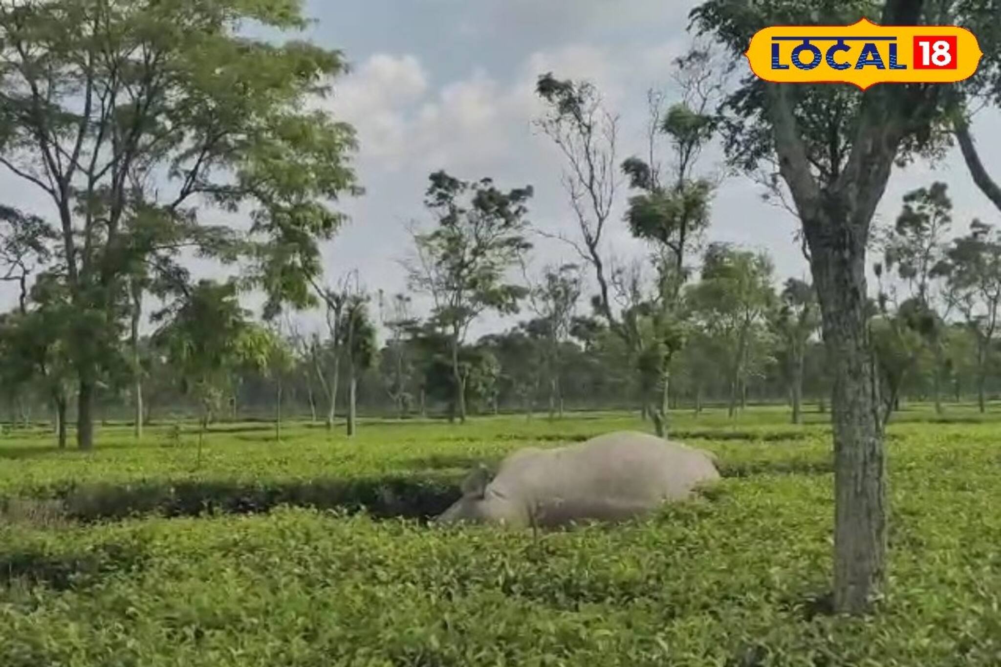 এবার আলিপুরদুয়ারের চা বাগানে হাতির মৃত্যু, কারণ নিয়ে তৈরি হয়েছে ধোঁয়াশা