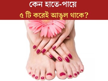 ৪ বা ৬ নয়, গুণে গুণে ৫! বলুন তো ‘সকলের’ হাতে-পায়ে ৫ টি করেই কেন আঙুল থাকে?