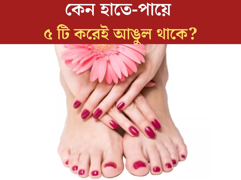 আমাদের চারপাশে আমরা এমন অনেক কিছুই আছে যা আমরা প্রতিদিন দেখি, কিন্তু সেই সম্পর্কে আমরা প্রায় কিছুই জানি না। প্রত‍্যেকের হাতে, পায়েই পাঁচটি করে মোট দশটি আঙুল রয়েছে। কিন্তু কখনও ভেবে দেখেছেন কী, চার, তিন বা দুই নয়, কেন মানুষের হাতে পাঁচটি করেই আঙুল থাকে?