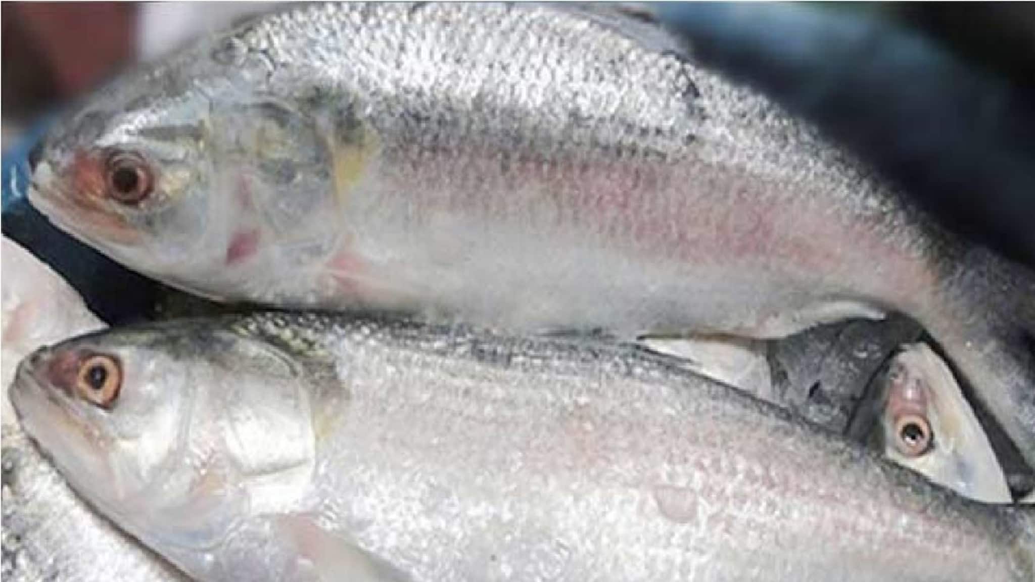 ইলিশ প্রেমিদের জন্য বড় সুখবর, জেনে নিন বিস্তারিত