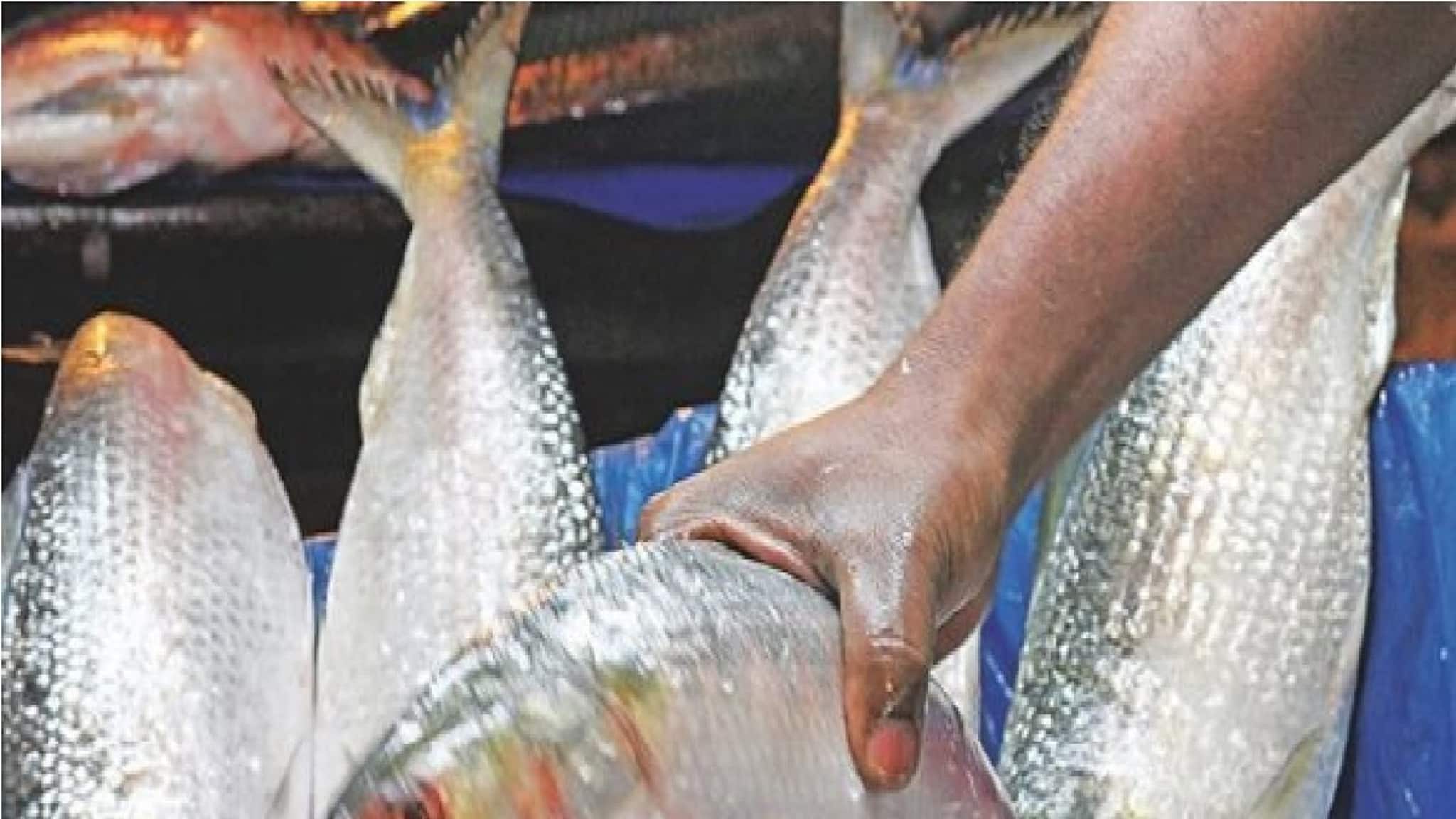 বাজার থেকে ইলিশ কিনে নিয়ে এসেছেন! দেখুন তো নকল কিনা?