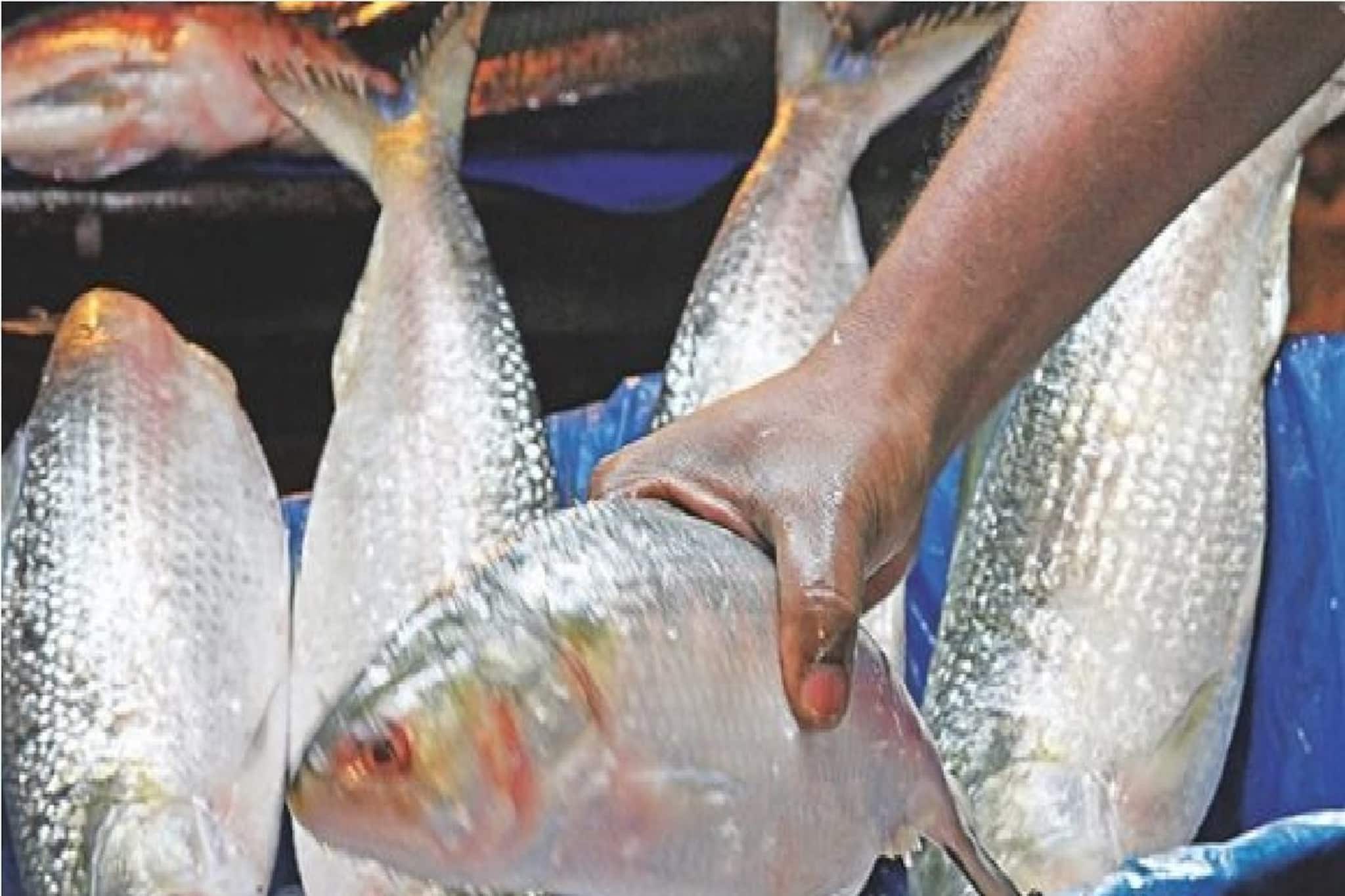 বাজার থেকে ইলিশ কিনে নিয়ে এসেছেন! দেখুন তো নকল কিনা?