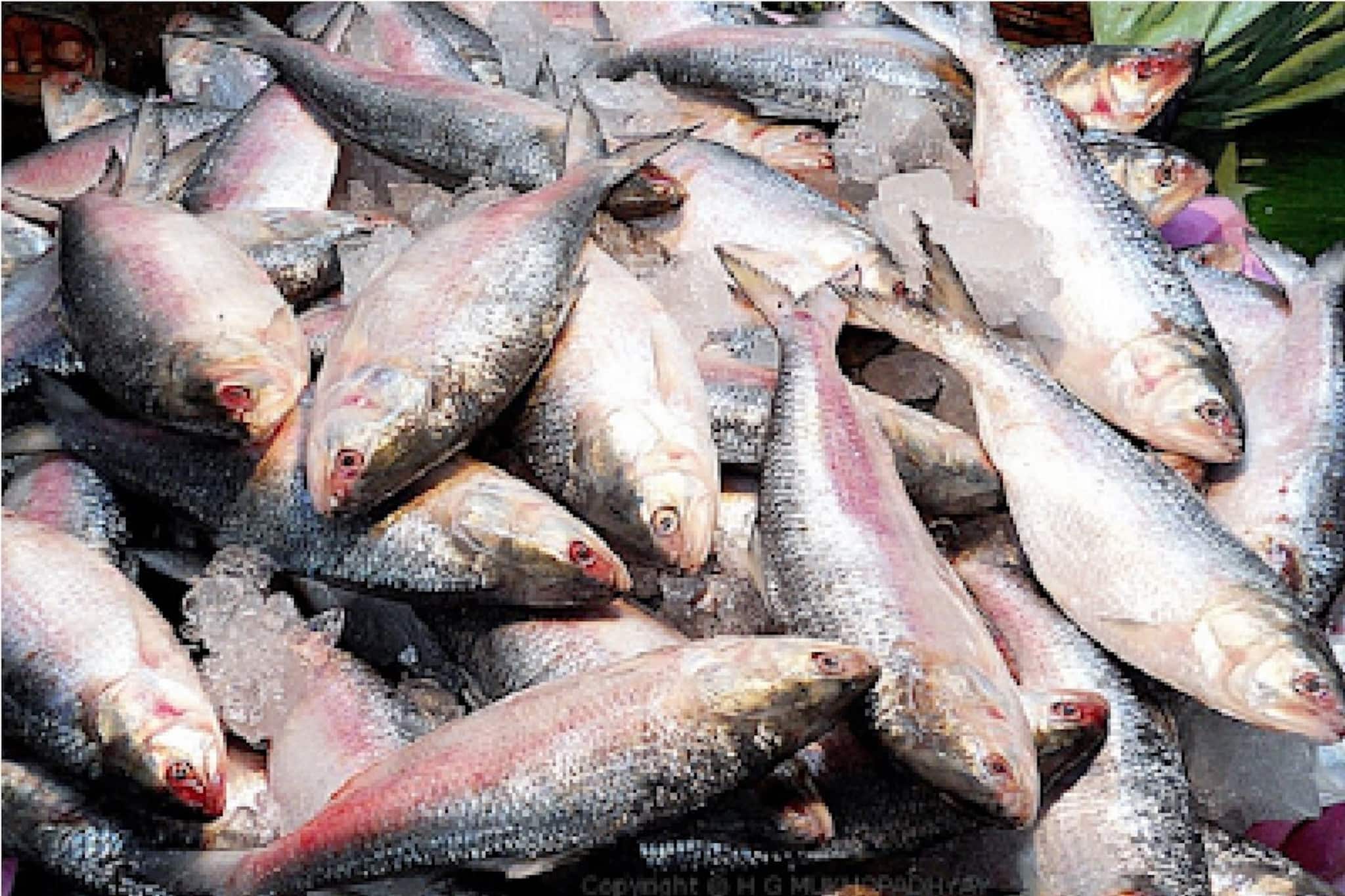 বাজারে গিয়ে দেখেশুনে কোন ইলিশ কিনছেন আদৌ জানেন? ঠকছেন না তো? জেনে নিন