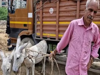 হরিয়ানার রাস্তায় দুটো গাধা নিয়ে ঘুরছেন প্রাক্তন IAS অফিসার ! 