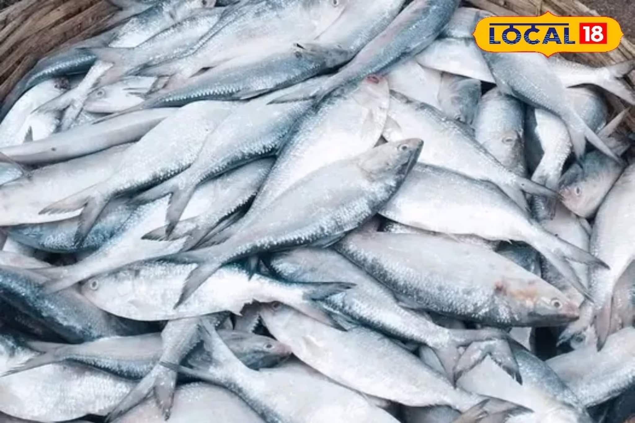 বাঙালির সবচেয়ে পছন্দের ইলিশ কি আর পাতে পড়বে? অভাবের বাজারে কী বলছেন মৎসজীবীরা