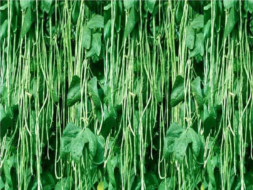 তার ফলে চাষীদের চাষের উৎপাদিত ফসল তারা এ পি সি মাধ্যমে বিদেশের বাজারে লাফা এক্সপোর্ট করছে। এতে চাষিরা লাভের মুখ দেখতে পাচ্ছে। সরাসরি চাষীদের কাছ থেকে কিনে হিমঘরে রাখতে হয় এই লাফা। ১৩ কিলো সাতশ করে এক একটি বাক্সর মধ্যে ভরা হয়। তিন থেকে চার ঘণ্টা ঠান্ডা হওয়ার পর এক্সপোর্টারদের মাধ্যমে এয়ারপোর্টে পাঠানো হয়।