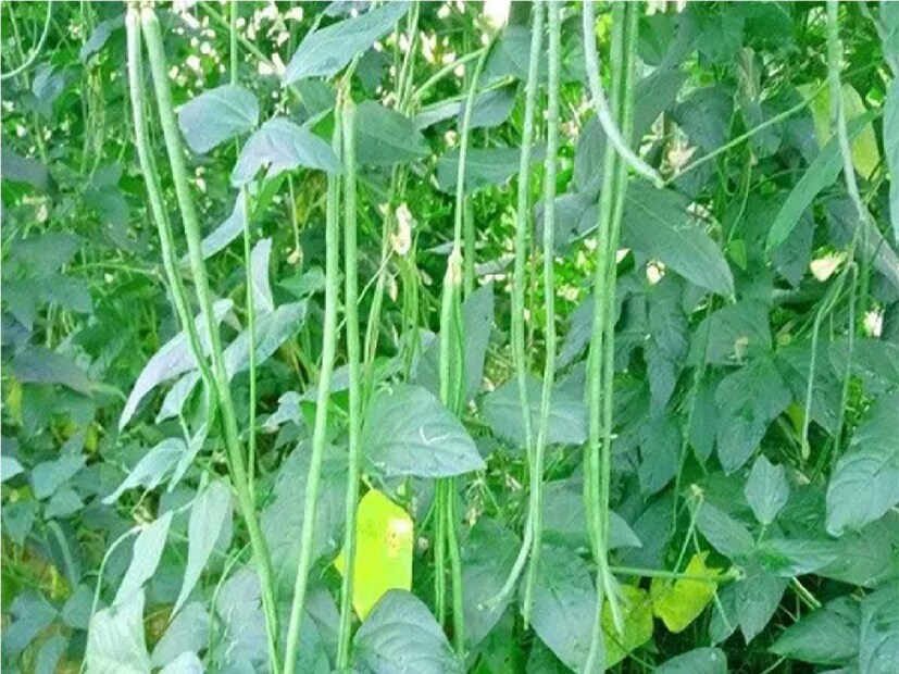 ফেব্রুয়ারি থেকে ডিসেম্বর পর্যন্ত প্রায় সারা বছর চাষ করা যায় এই ফসলের। শীতকালের আগে থেকেই এর ফলন বাড়তে থাকে। পান্ডুয়ার রামেশ্বরপুরের রয়েছে ফার্মার প্রডিউসার কোম্পানি। তারা ধনিয়াখালি, পান্ডুয়া ,রামেশ্বরপুর এলাকার কয়েকশো কৃষককে দিয়ে লাফা চাষ করাচ্ছেন।