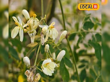 প্রোটিনের পাওয়ারহাউস..! বডিবিল্ডাররাও ব্যবহার করেন! আয়ুর্বেদের আশীর্বাদ