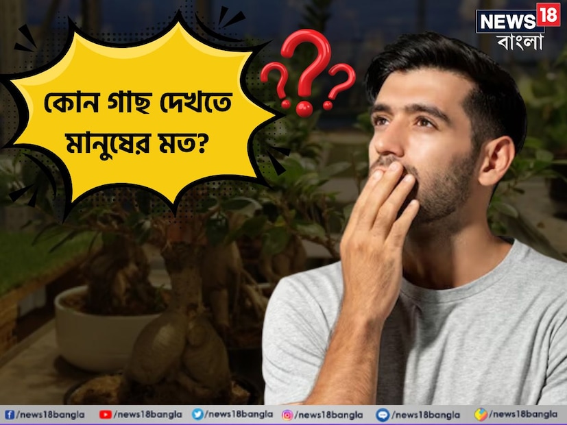 বলুন তো, কোন গাছ দেখতে মানুষের মত? রয়েছে হাত-পা-চোখ-মুখ। এক ঝলক দেখলে যে কেউ অবাক হয়ে যাবেন। এই গাছের নাম বলতে গিয়ে অনেকেই হোঁচট খেয়েছেন।