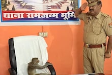থানার বড়বাবুর চেয়ারে বসে বাঁদর, পাশে দাঁড়িয়ে তাকে স্যালুট করছেন এসএইচও !
