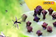 দামি দামি তেল-ধূপ বাদ দিন, লেবুতে গুঁজে রাখুন 'এই' জিনিসটি! রক্তচোষা মশা পালাবেই