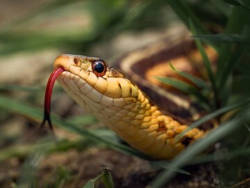 নাগপঞ্চমীতে ৬ বছর পর তিন বিরল যোগ গঠন! মালামাল হবে এই ৪ রাশি, সুখ, অর্থ সবই আসবে