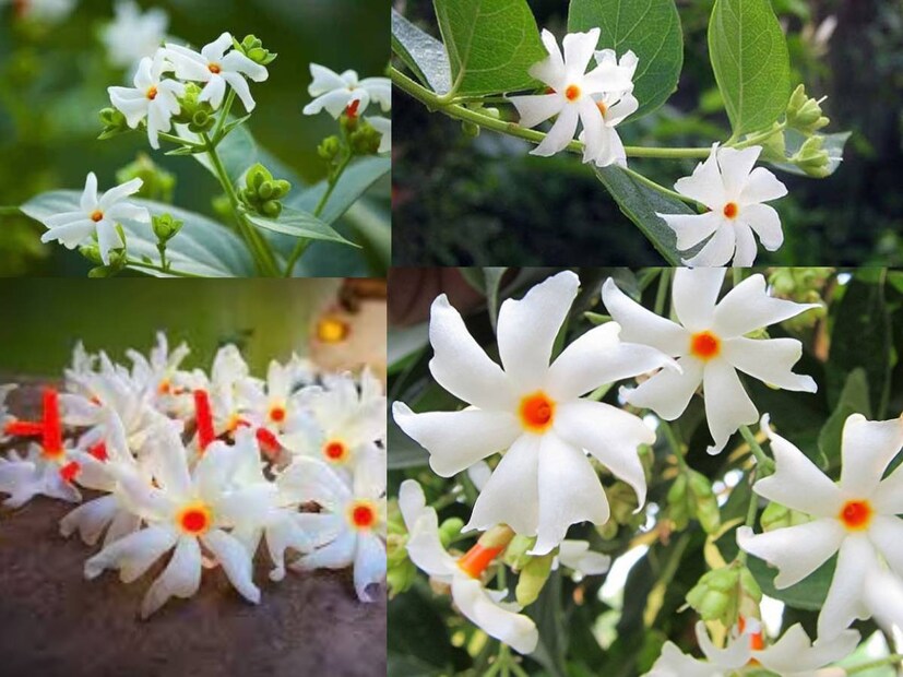 নিয়মিত বৃষ্টি হলেও খাতায় কলমে এখন ভাদ্রমাস। শিউলিফুল ফোটার সময়। শিউলিফুলের গন্ধে বয়ে আসে আগমনীর সুর।