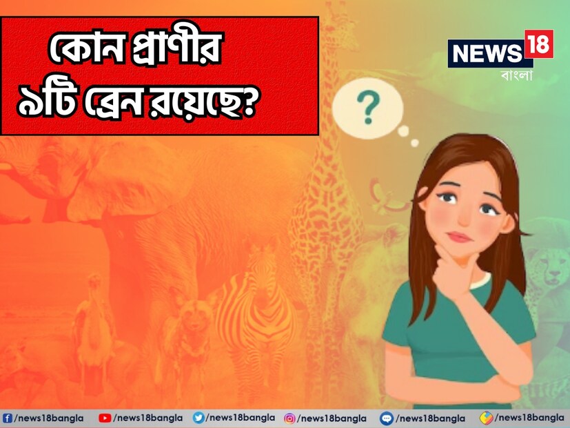 আজ এই প্রতিবেদনে এমন একটি প্রশ্ন নিয়ে আমরা হাজির হয়েছি যার উত্তর দিতে গিয়ে অনেকেই ভুল করে থাকেন। বলুন তো, পৃথীবিতে কোন প্রাণীর ৯টি মস্তিষ্ক রয়েছে?