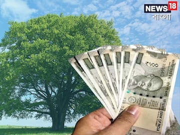 এই গাছ থেকে সহজেই লাখপতি হওয়া যাবে ! আপনার বাড়িতে আছে ? এই গাছ থেকে সহজেই লাখপতি হওয়া যাবে ! আপনার বাড়িতে আছে ?