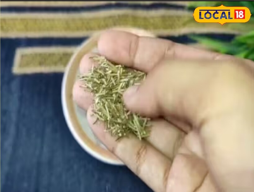 *এই গাছে প্রচুর পরিমাণে ক্যালসিয়াম, পটাসিয়াম, আয়রন, ম্যাঙ্গানিজ, ম্যাগনেসিয়াম এবং ফসফরাসের মতো কার্যকর উপাদান পাওয়া যায়। সংগৃহীত ছবি। Disclaimer: আমাদের এই প্রতিবেদনটি শুধুমাত্র তথ্য প্রদানের জন্য। সামাজিক মাধ্যম ও নানা ওয়েবসাইটের পাওয়া তথ্য থেকে এই জ্ঞান নেওয়া হয়েছে। তবে এই সংক্রান্ত আরও তথ্যের জন্য এবং চূড়ান্ত সিদ্ধান্ত গ্রহণের আগে অবশ্যই একজন বিশেষজ্ঞের বা আপনার ব্যক্তিগত চিকিৎসকের পরামর্শ নিন। জ্যোতিষ সংক্রান্ত হলে জ্যোতিষবিদ, বাস্তুবিদ বা তন্ত্রবিদের পরামর্শ নিন। 