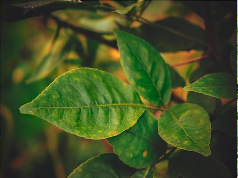 *দান-ধর্ম: পুজোর পাশাপাশি দরিদ্র-অসহায়দের দান করলে ভগবান শিবের আশীর্বাদ লাভ হয়। সংগৃহীত ছবি। 