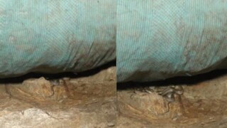 মাটিতে পাতা গদির নিচ থেকে ‘হিসস-হিসস’ শব্দ, গদি সরাতেই যা সামনে এল দেখলে হাড় হিম হয়ে যাবে! (@murliwalehausla24) 