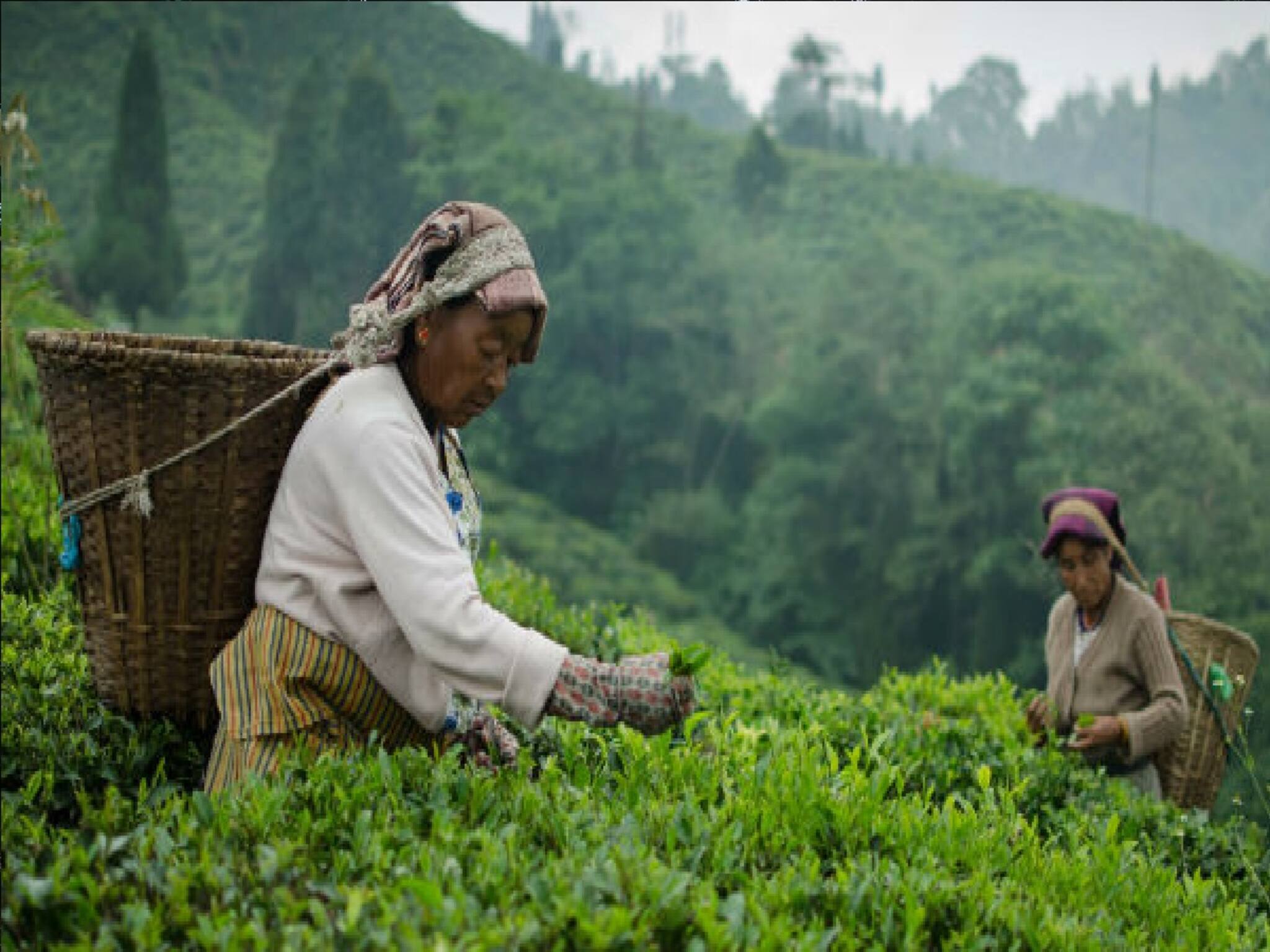 পাহাড়ের বুক চিড়ে নামছে ঝর্ণা! মোমোর সঙ্গে জমাটি আড্ডা, বর্ষার বিকেলে ঘুরে আসুন