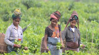 চা বাগানের জন্য বোনাসের আবেদন রাজ্যের।