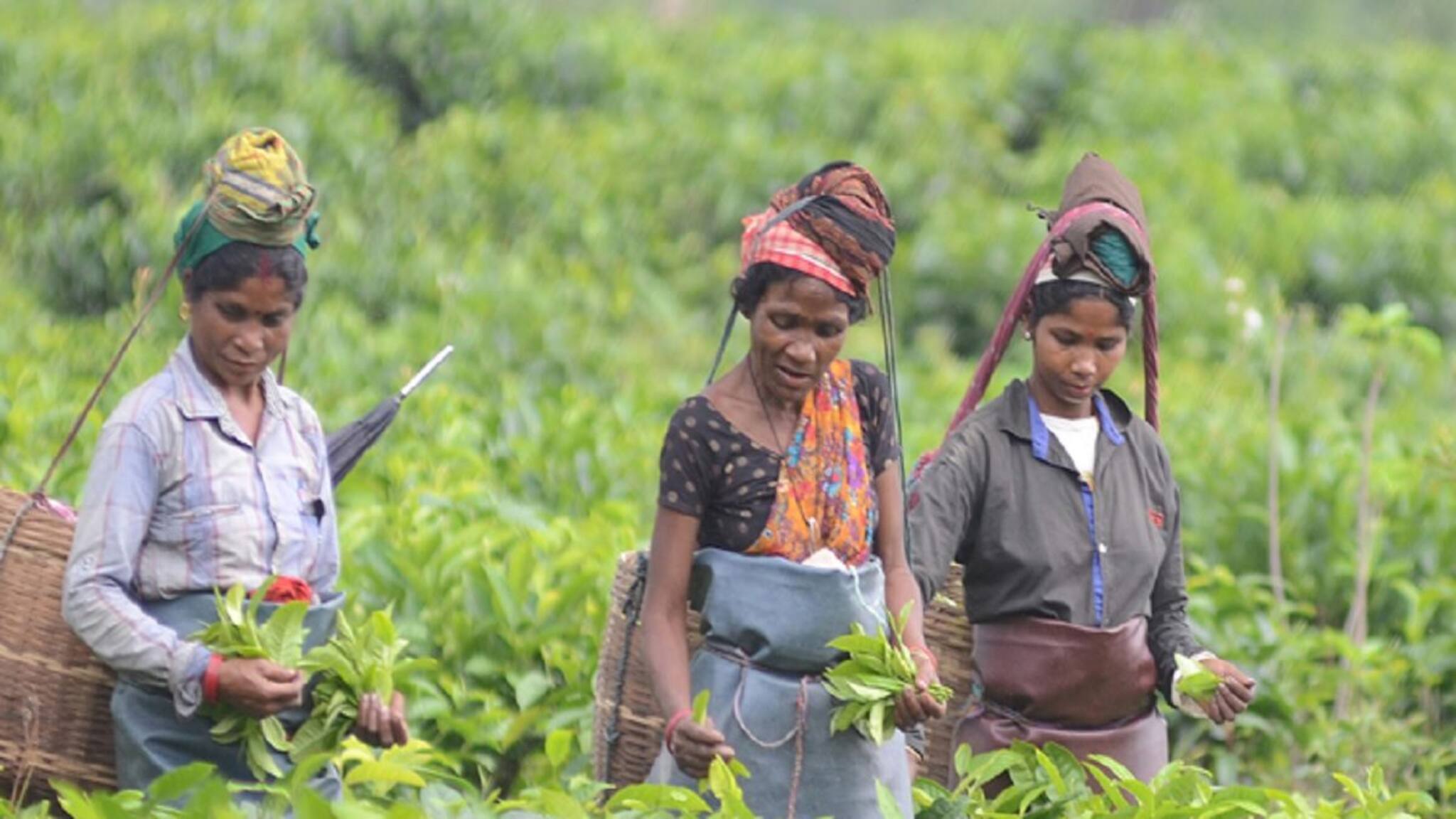 চা শ্রমিকদের জন্য সুখবর! বোনাসের জন্য মালিক পক্ষকে আবেদন রাজ্যের, কত শতাংশ বোনাস
