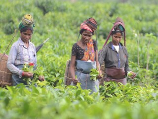 চা বাগানের ন্যূনতম মজুরি নিয়ে জট অব্যাহত