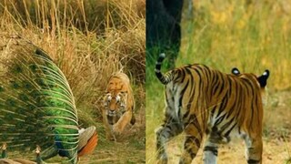 বাঘিনীর থাবা এসেছিল ধেয়ে, ফসকে যেতেই ময়ূর যা করল ভিডিও না দেখলে বিশ্বাস হবে না (Photo: Instagram/@rawrszn)