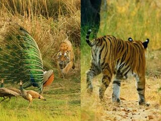 বাঘিনীর থাবা এসেছিল ধেয়ে, ফসকে যেতেই ময়ূর যা করল ভিডিও না দেখলে বিশ্বাস হবে না (Photo: Instagram/@rawrszn)