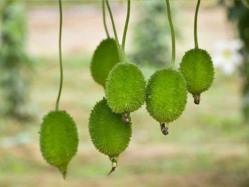 কাঁকরোলের চাহিদা দিল্লি, মহারাষ্ট্র, উত্তরপ্রদেশ, মধ্যপ্রদেশ এবং রাজস্থান পর্যন্ত বিস্তৃত। পাইকারী বিক্রেতারা এটি কিনছেন। বিশেষজ্ঞ চিকিৎসকরা এই ফলটিকে বিশ্বের সবচেয়ে শক্তিশালী ফল হিসেবে বিবেচনা করেছেন। এটি খেলে  অনেক রোগ সেরে যায়।