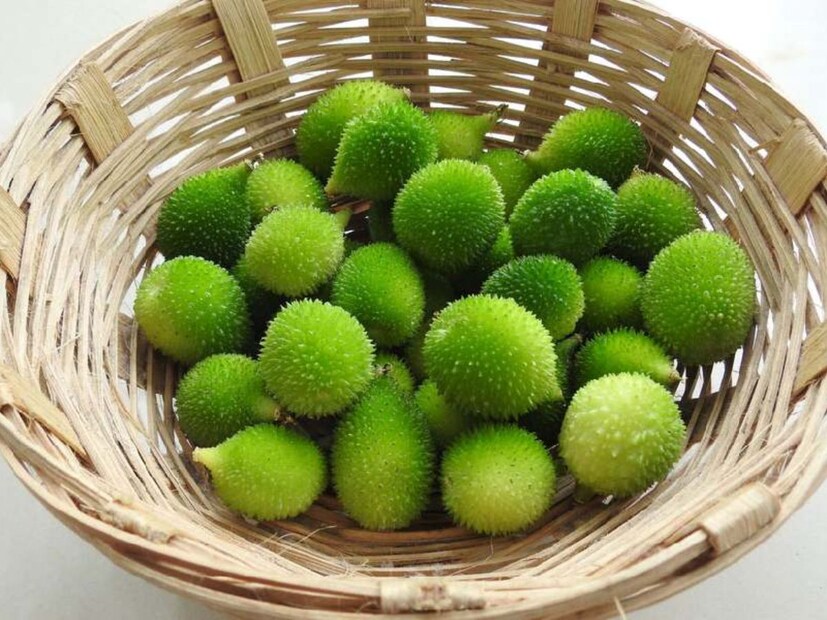 কাঁকরোল রক্তচাপে উপকারী। এতে প্রচুর পরিমাণে প্রোটিন এবং আয়রন রয়েছে। এটি পুষ্টিকর সবজির মধ্যে গণনা করা হয় এবং এটি একটি শক্তিশালী সবজি হিসেবে বিবেচিত হয়। কাঁকরোল প্রোটিন এবং আয়রন সমৃদ্ধ এবং ক্যালোরি কম। ১০০ গ্রাম কাঁকরোল সবজি খেলে ১৭ ক্যালরি পাওয়া যায়। অতএব, যারা ওজন কমাতে চান তাঁদের জন্য এটি একটি ভাল বিকল্প। 