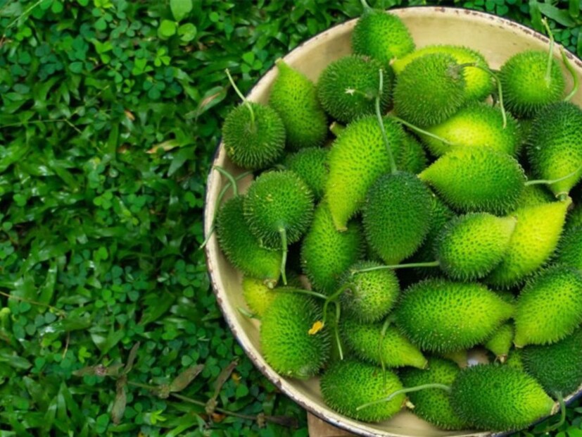 গ্রামবাসীরা তা ভেঙ্গে খোলা বাজারে বিক্রি করে, যা থেকে তাঁরা প্রচুর লাভ পান। ইটাওয়ার স্থানীয় বাসিন্দা মাকসুদ বলেন, বর্ষাকালে উৎপাদিত এই কাঁকরোল ফলটি সাধারণ মানুষ খুব পছন্দ করে। লোকেরা এটি প্রচুর পরিমাণে খায় কারণ এটি কেবল বর্ষাকালে উত্পাদিত হয়, তাই লোকেরা এটি উপভোগ করতে কখনই ব্যর্থ হয় না।