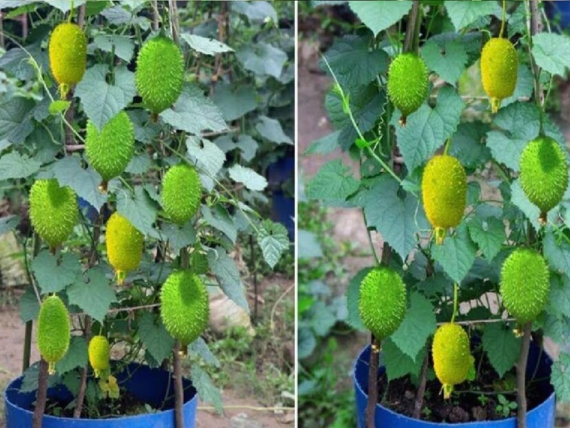 কাঁকরোল খেলে রোগ প্রতিরোধ ক্ষমতা বাড়ে। মানুষের শরীরে রোগ প্রতিরোধ ক্ষমতা বৃদ্ধি পায়। এতে প্রয়োজনীয় উপাদান, খনিজ ও ভিটামিন পাওয়া যায়। মৌসুমি রোগ এড়াতে এর সেবন খুবই উপকারী।