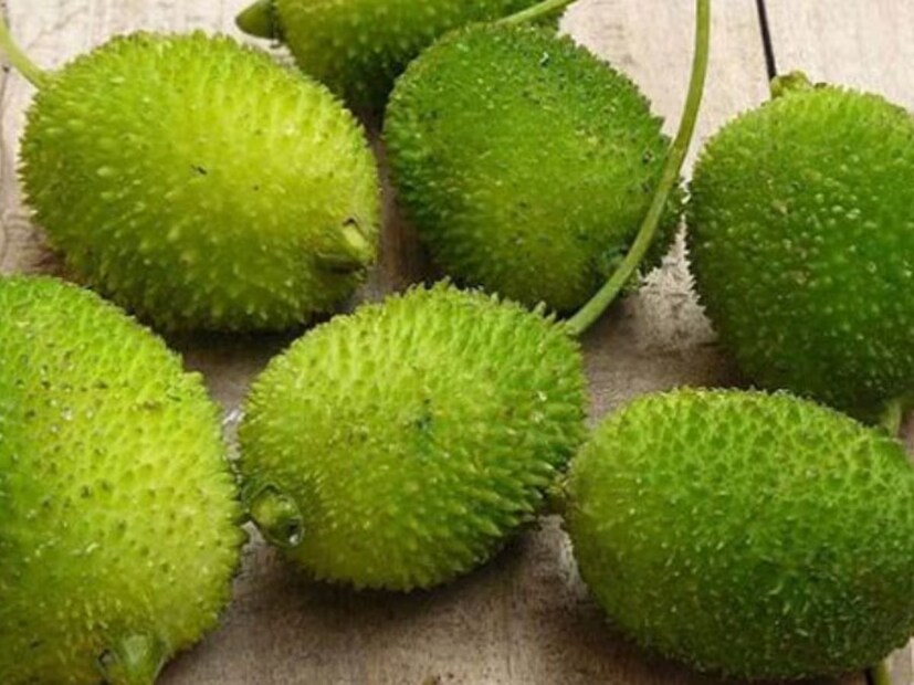 ডাঃ ভীমরাও আম্বেদকর গভর্নমেন্ট জয়েন্ট হাসপাতালে, ইটাওয়া হেডকোয়ার্টারে পোস্ট করা একজন ডায়েটিশিয়ান ডাঃ অর্চনা সিং বলেছেন যে এটি বর্ষকালের জন্য খুব ভাল সবজি হিসাবে বিবেচিত হয়। এতে প্রচুর পরিমাণে ভিটামিন, প্রোটিন ইত্যাদি পাওয়া যায় যা মানবদেহের জন্য খুবই উপযোগী বলে বিবেচিত হয়।