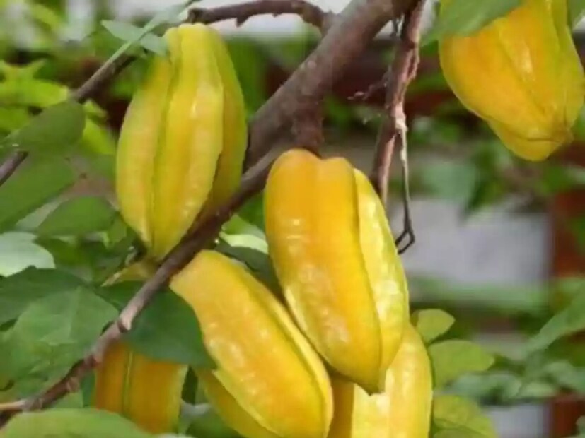 - কামরাঙা ইমিউন সিস্টেমকে শক্তিশালী করে। এতে প্রচুর পরিমাণে ভিটামিন সি রয়েছে, যা ইমিউন সিস্টেমকে শক্তিশালী করে। এই ফল শ্বেত কণিকার গঠন বাড়ায় যা শরীরকে সুরক্ষা দেয় এবং অনেক রোগ প্রতিরোধে সাহায্য করে।