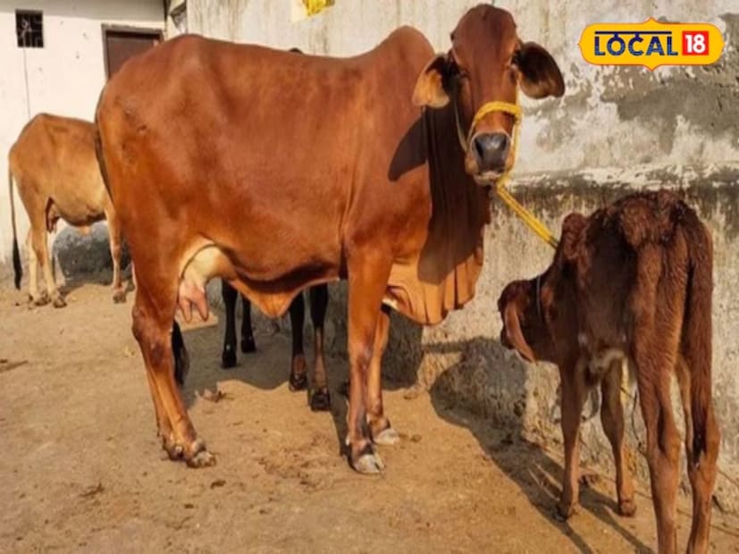 তবে এই স্কিমটি কৃষকদের জন্য শুরু হওয়া কিষাণ ক্রেডিট কার্ড প্রকল্পের মতোই। কৃষকরা যেমন তাঁদের খামারে কেসিসির মাধ্যমে আর্থিক সাহায্য পান, তেমনই পশু খামারিরা তাঁদের পশুদের যত্ন ও লালন-পালনের জন্য লক্ষ লক্ষ টাকা মূল্যের কেসিসি নিতে পারেন।