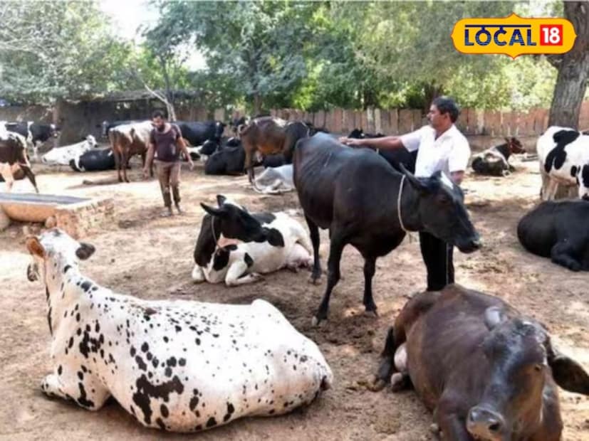যার মাধ্যমে খামারচাষীদের নামমাত্র সুদে লক্ষ লক্ষ টাকা ঋণ দেওয়া হচ্ছে। যে সমস্ত পশুখামারিরা টাকার অভাবে পশুদের সঠিক ভাবে রক্ষণাবেক্ষণ করতে পারছেন না তাঁরা এই প্রকল্পের সুবিধা নিতে পারেন এবং এর সাহায্যে পশুপালকরা নিজেদের পশুদের ভাল ভাবে যত্ন নিতে পারবেন।
