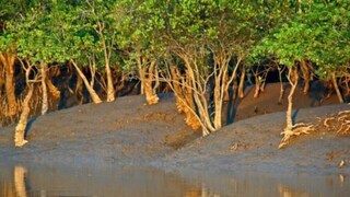 সুন্দরবন