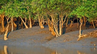 সুন্দরবন সুন্দরবন