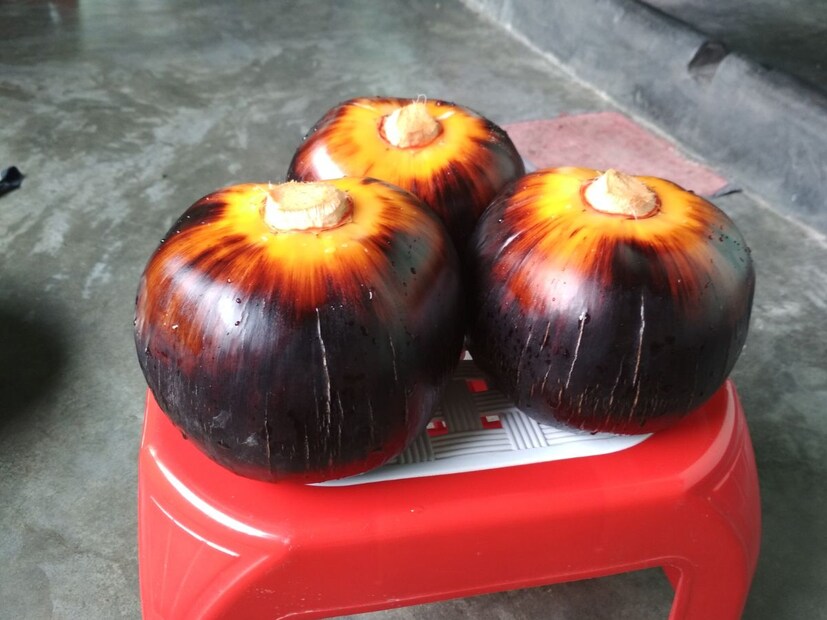 এই ফলে প্রচুর ক্যালসিয়াম ও ফসফরাস আছে, যা দাঁত ও হাড়ের ক্ষয় প্রতিরোধে সহায়ক। গা বমিভাব দূর করতে পাকা তাল কার্যকরী। যদি দীর্ঘদিনের কাশিতে ভোগেন, তাহলে তাল খেয়ে উপকার পাবেন। 