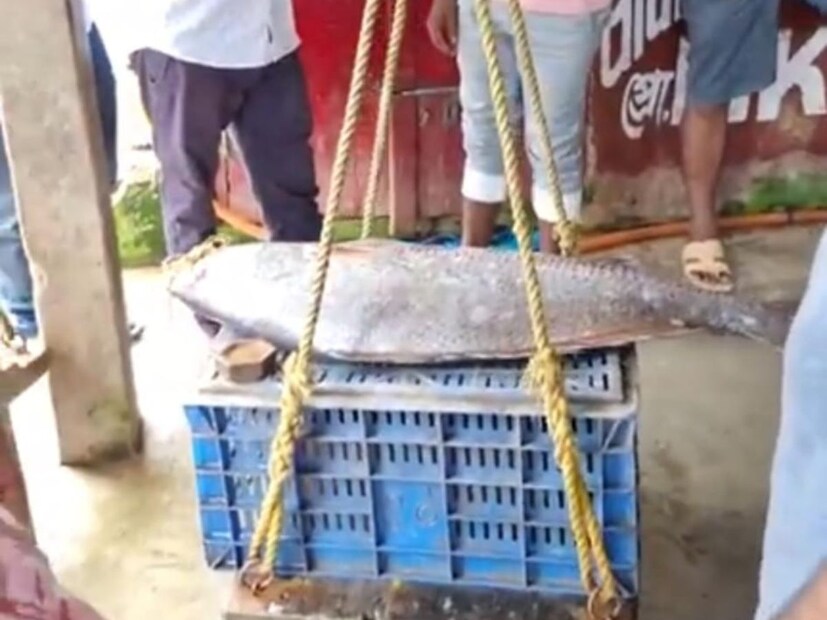 প্রায় ১১ হাজার টাকা কিলো দরে নিলাম হলো তিনটি মাছ। তিনটি মাছের ওজন ৪০ কেজি, সাড়ে চার লক্ষ টাকায় বিক্রি হলো।