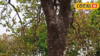 হাড় মজবুত রাখে, রোধ করে দাঁতের ক্ষয়, ফুল-বীজ-বাকল সবই উপকারী হাড় মজবুত রাখে, রোধ করে দাঁতের ক্ষয়, ফুল-বীজ-বাকল সবই উপকারী