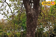 এই গাছ যেন ওষুধের দোকান! হাড় মজবুত রাখে, রোধ করে দাঁতের ক্ষয়