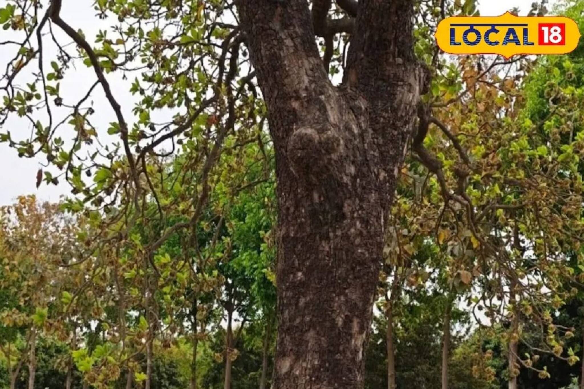 এই গাছ যেন ওষুধের দোকান! হাড় মজবুত রাখে, রোধ করে দাঁতের ক্ষয়