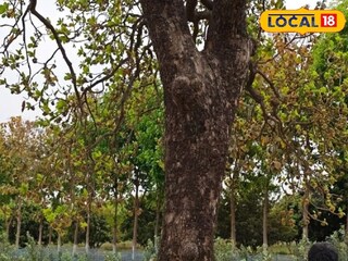 হাড় মজবুত রাখে, রোধ করে দাঁতের ক্ষয়, ফুল-বীজ-বাকল সবই উপকারী