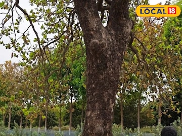 হাড় মজবুত রাখে, রোধ করে দাঁতের ক্ষয়, ফুল-বীজ-বাকল সবই উপকারী